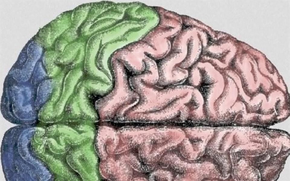 Alteração de um único gene pode rejuvenescer um cérebro adulto