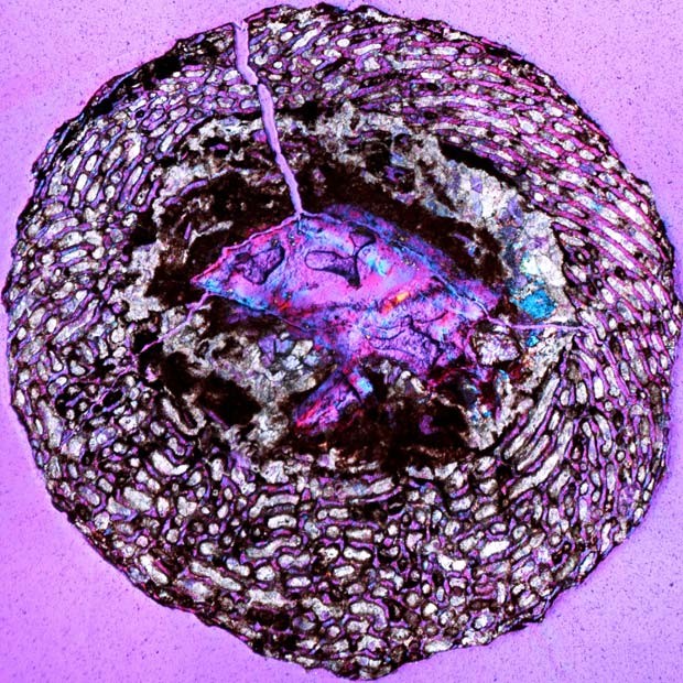 Embrião de dinossauro encontrado na China, visto com um filtro que deixa a imagem com tons de roxo (Foto: AP Photo/Universidade de Toronto, A. LeBlanc) Embrião de dinossauro encontrado na China, visto com um filtro que deixa a imagem com tons de roxo (Foto: AP Photo/Universidade de Toronto, A. LeBlanc)