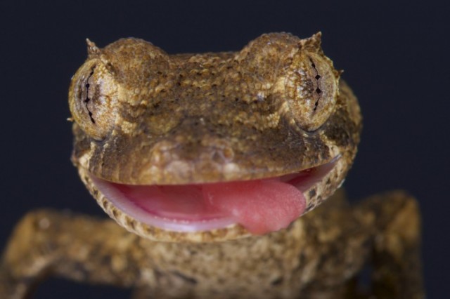 Lagarto por ShutterStock