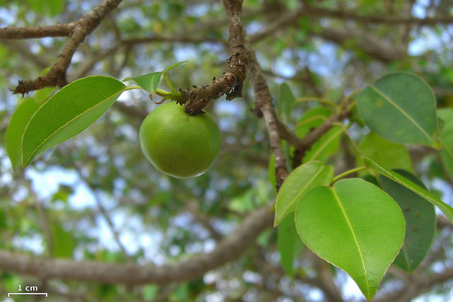 Foto do fruto da "Árvore da Morte" em ilha Santa Cruz, Galápagos. Crédito da imagem de Jason Holling/Flickr. (CC by 2.0)